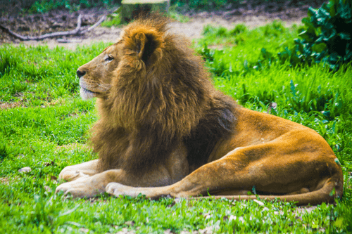 King's Repose