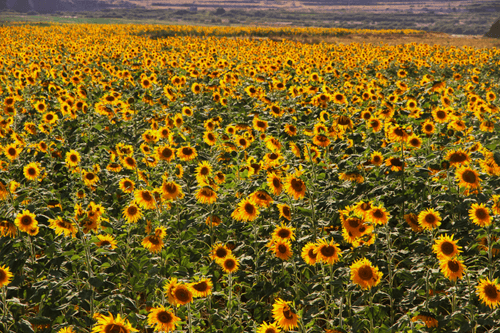 Sea of Suns