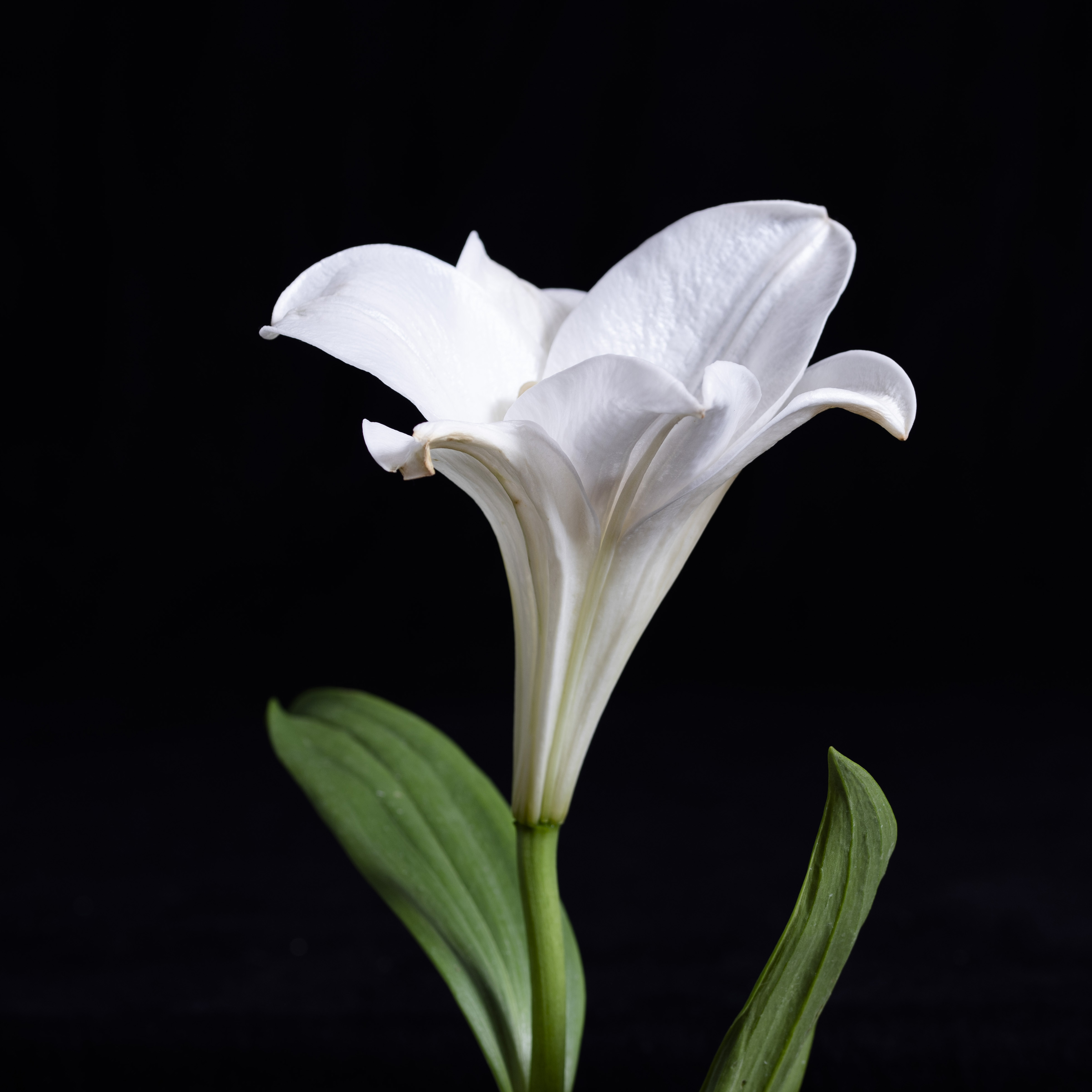 WNH #Flower 2023-05 No.072 Lily of Bermuda-Bermuda-Lilie a