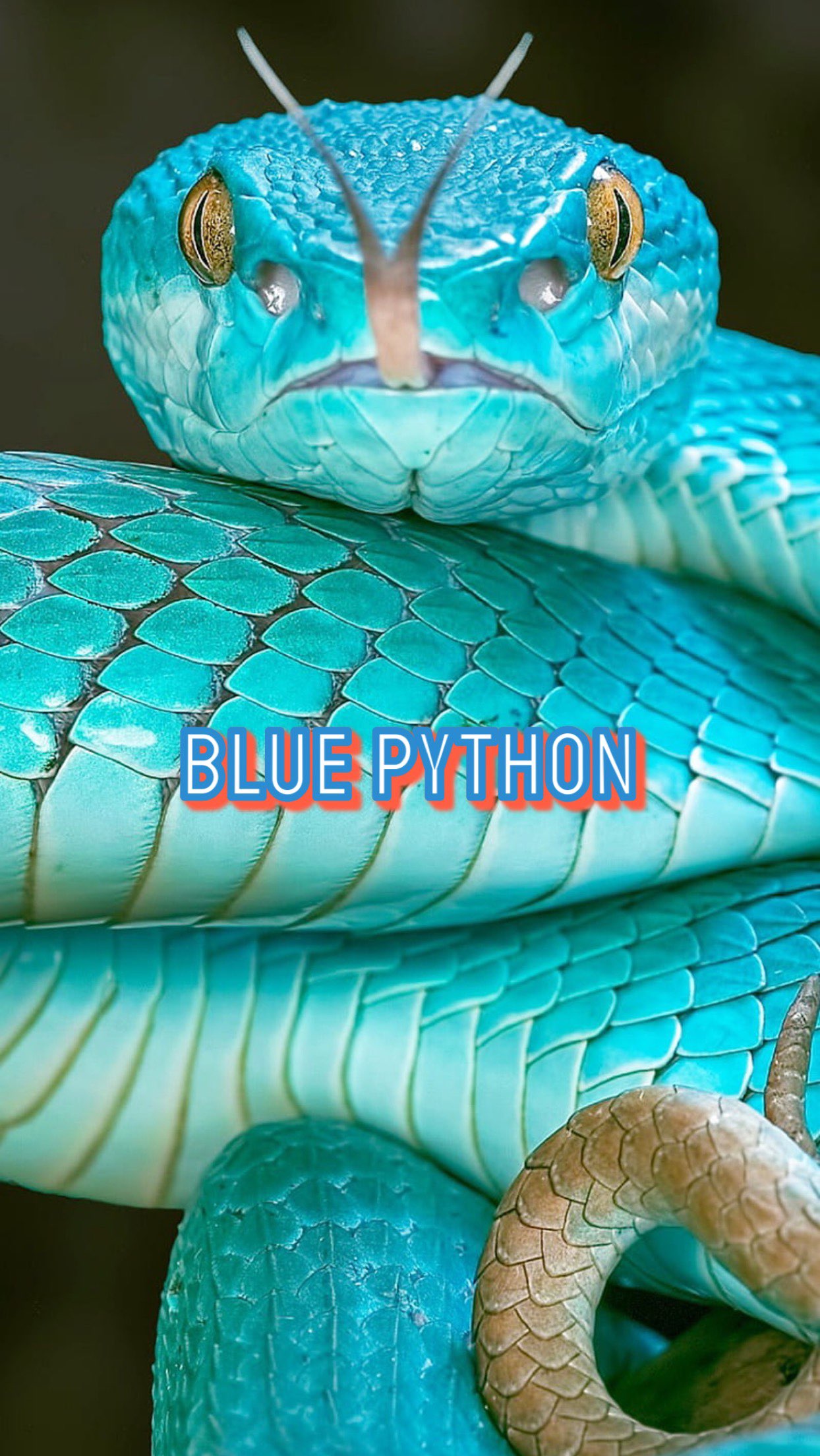 Blue Python - Blue Pythons | OpenSea