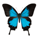 NFTBUTlERFLY69