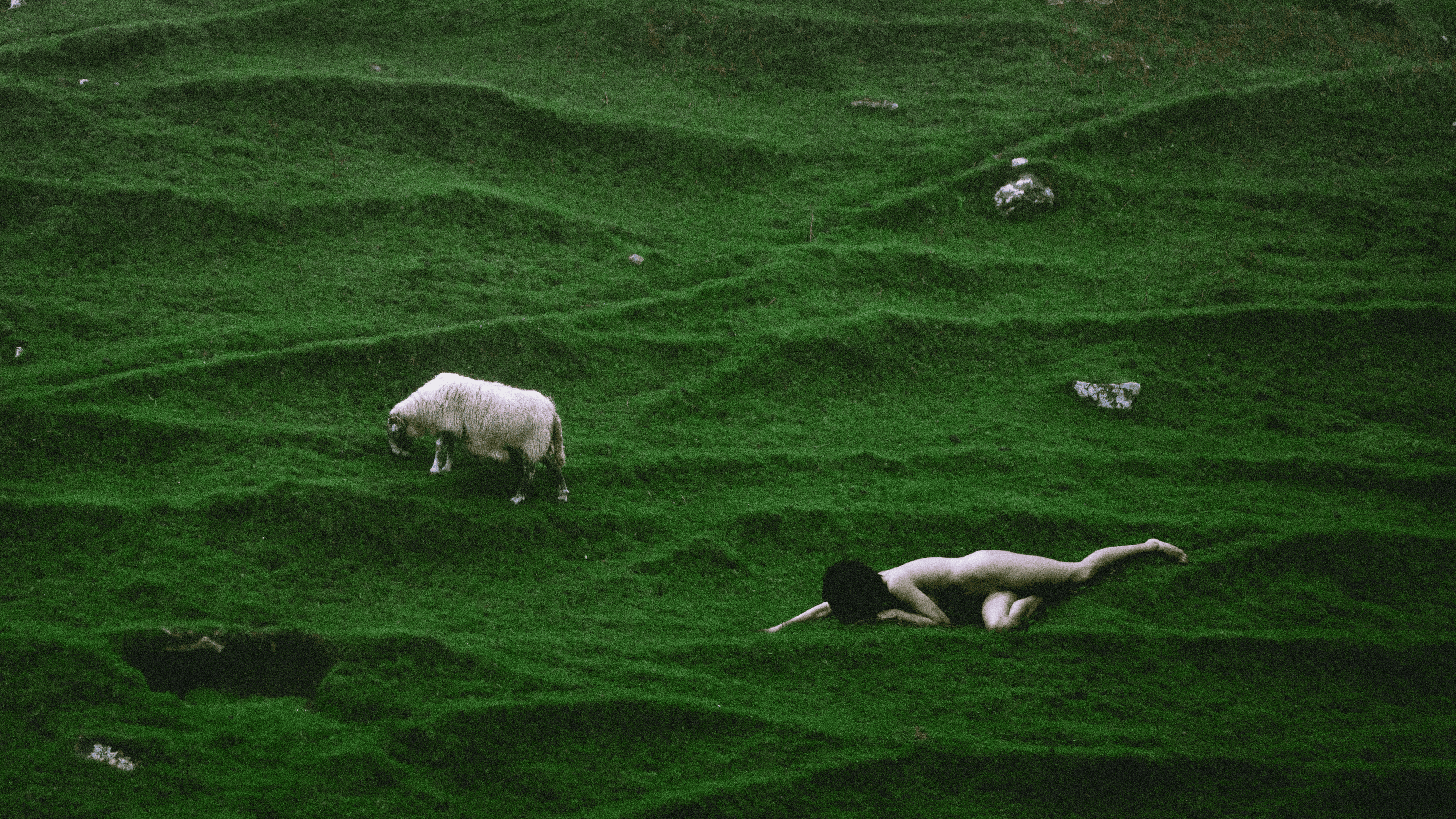 Blind Sheep Gather