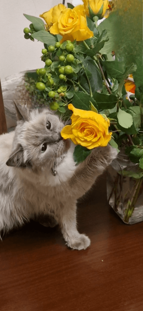 Cesar the RAGDOLL