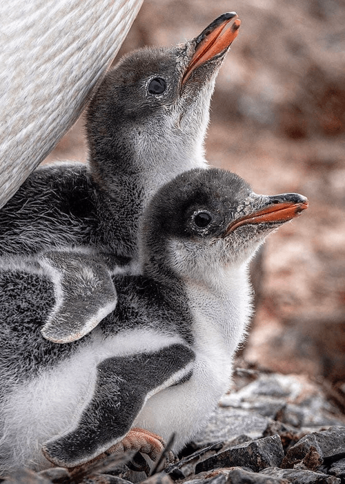 Siblings