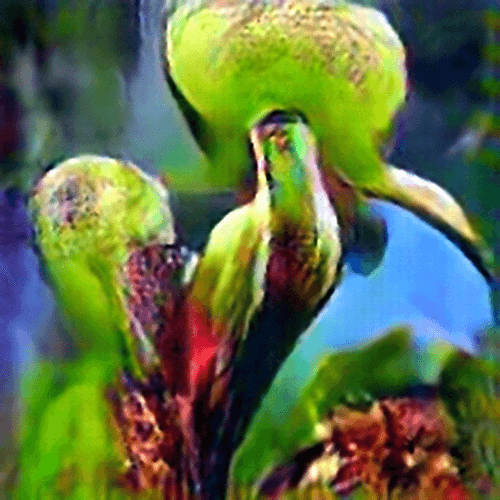 Evolved Hallucinations 18