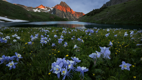 Floral Peaks