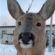 ChubbyDeer