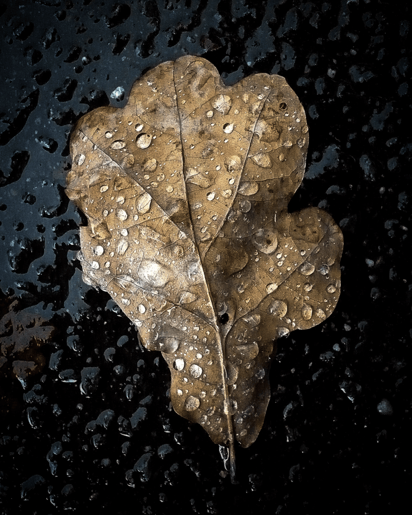 oak leaf in rain 