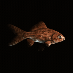 CryptoFish #5067