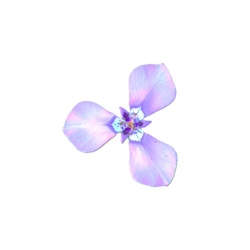 Purple Flower