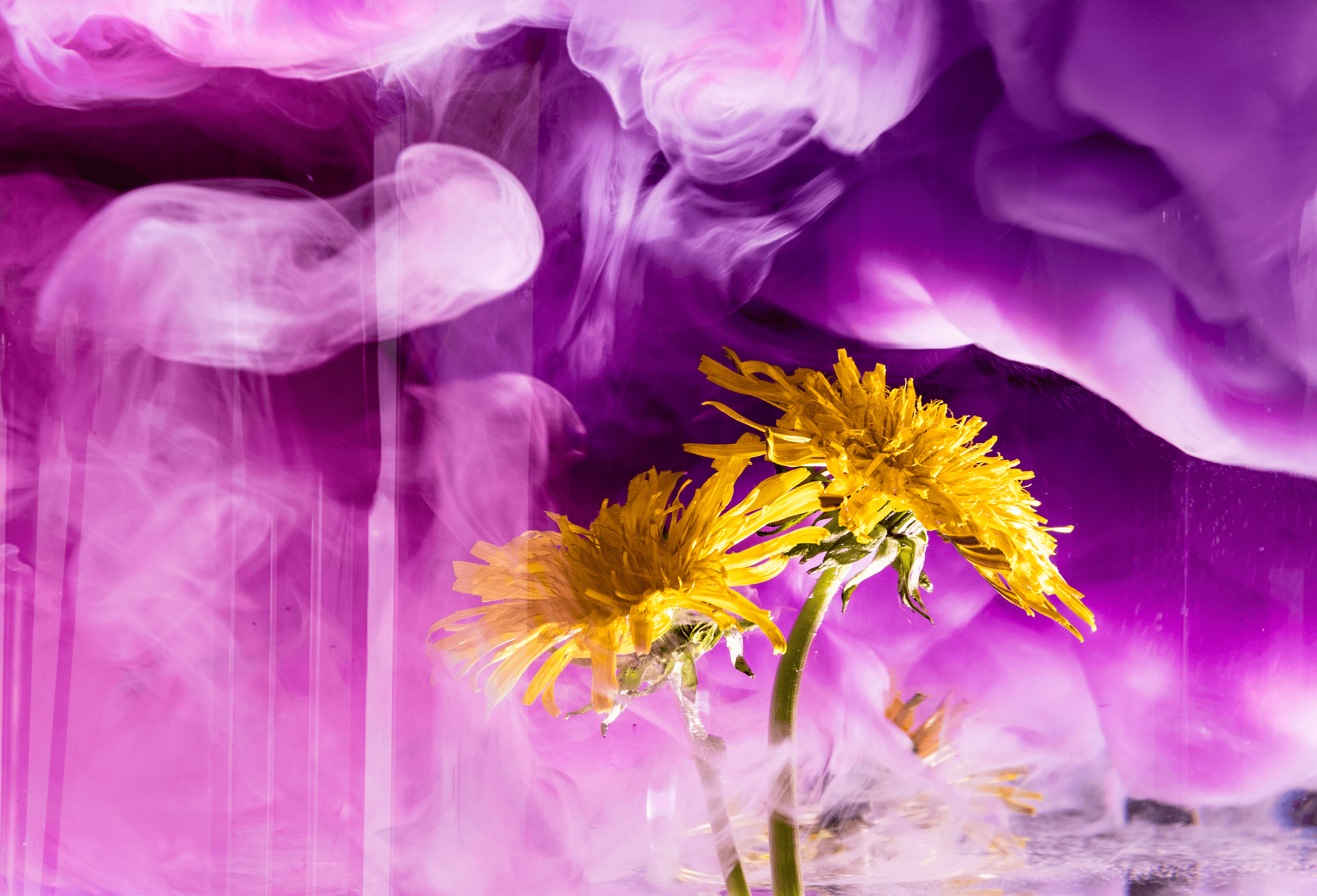 Dandelion in purple fog (Studio Shot)