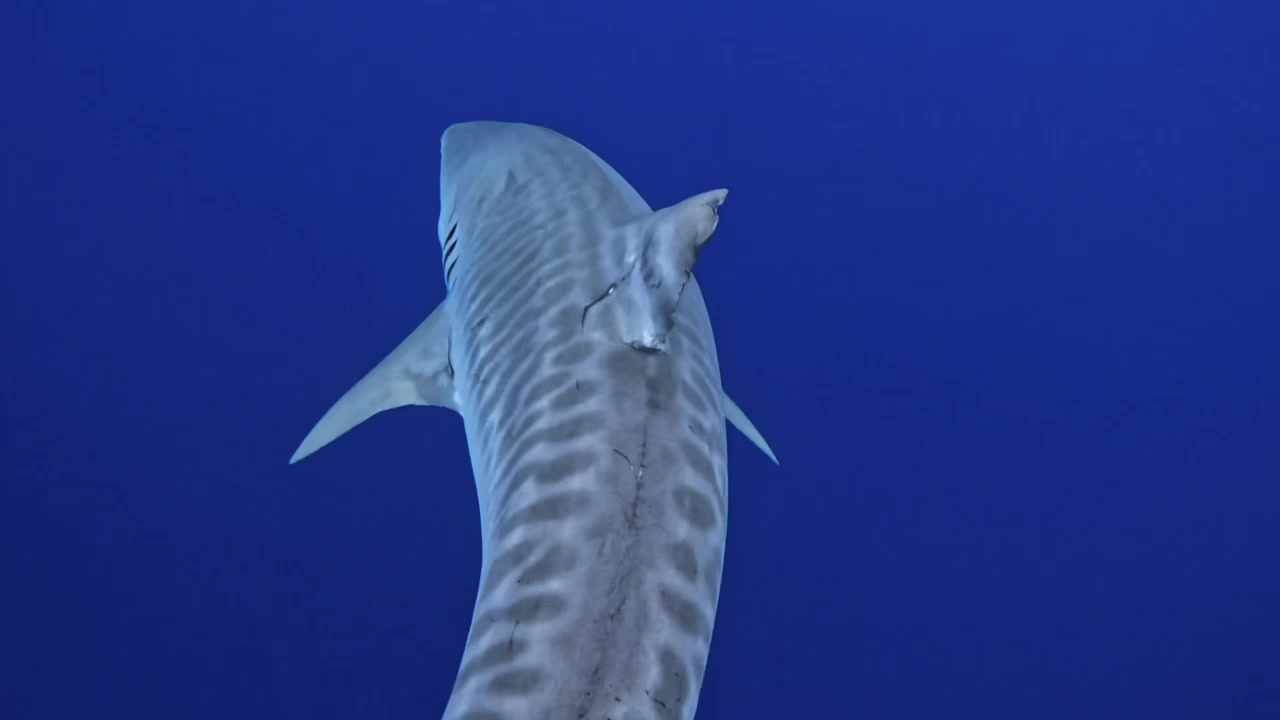 Tiger Shark Encounter