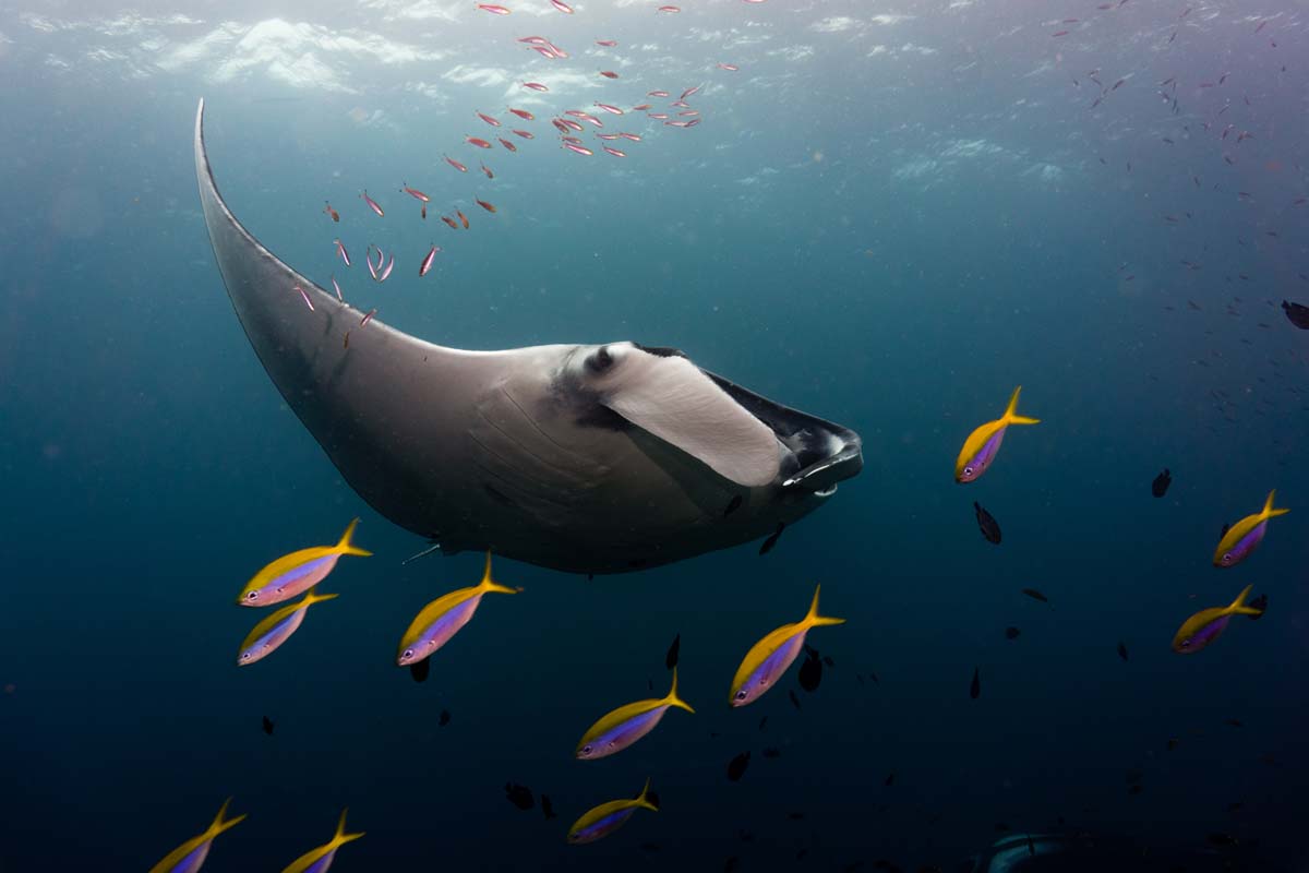 UnderwaterDan
