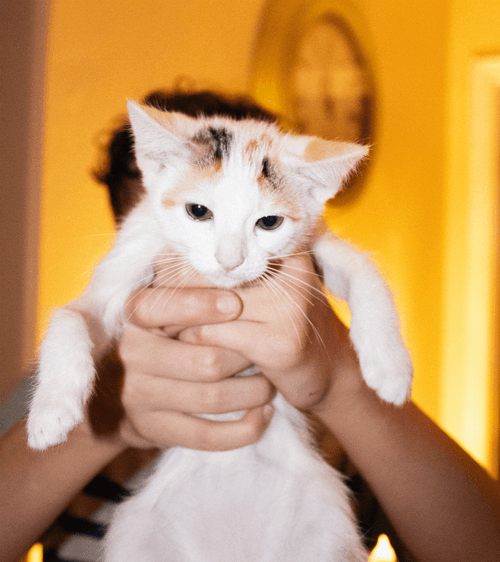 House kitten - My first collection.