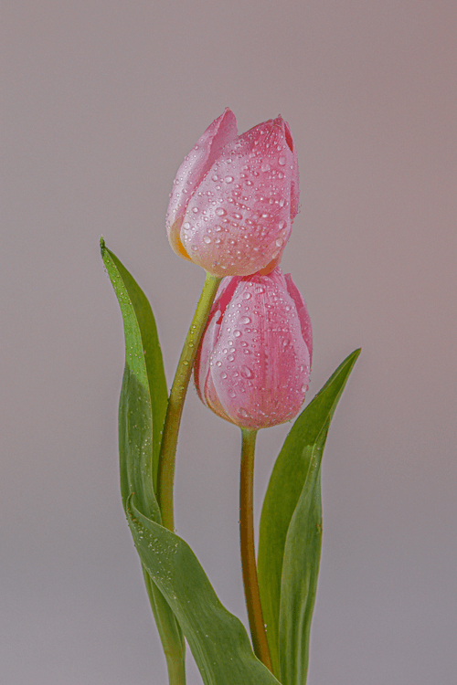 Embrace
