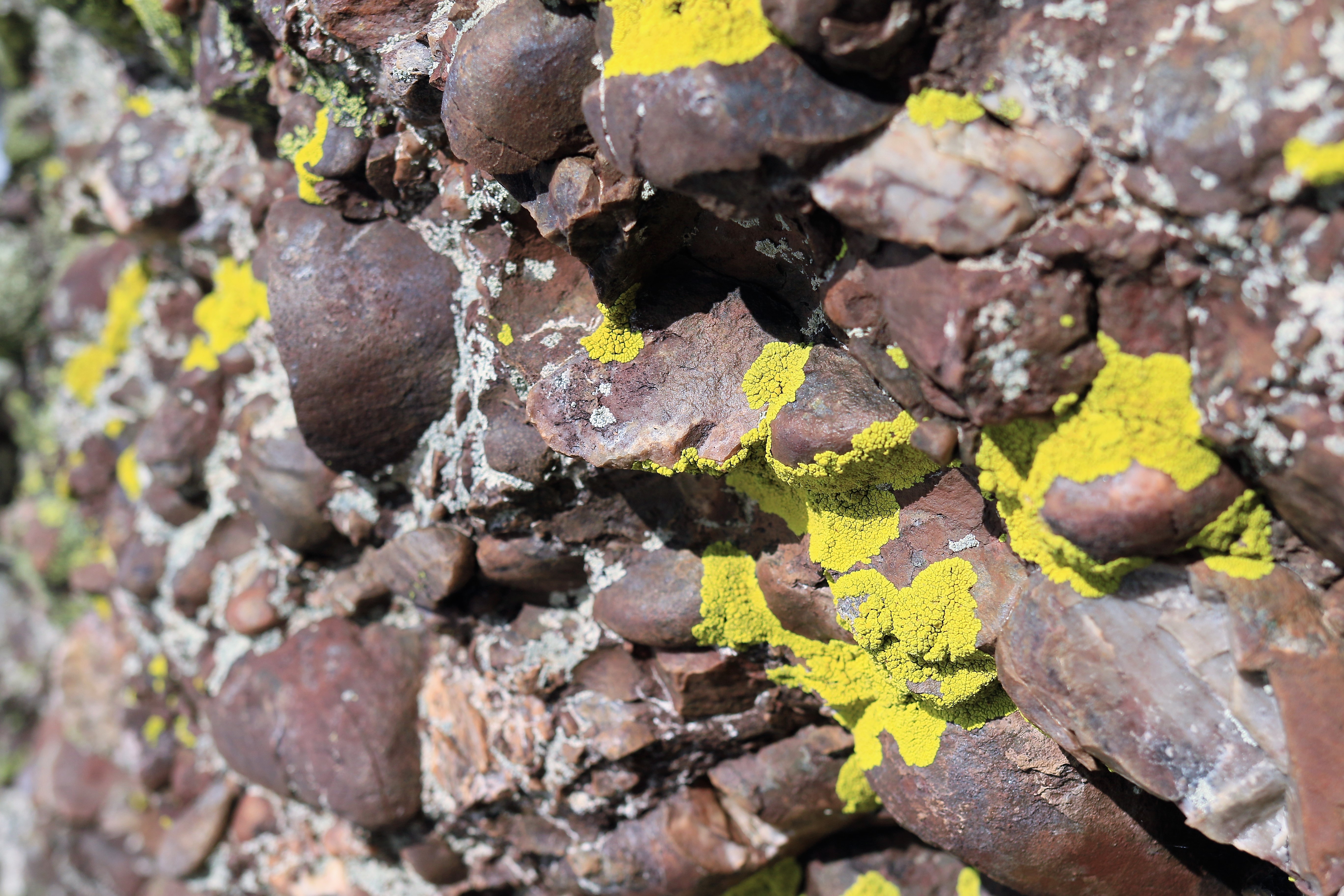 roc-lichens19
