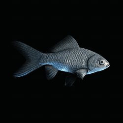 CryptoFish #5099