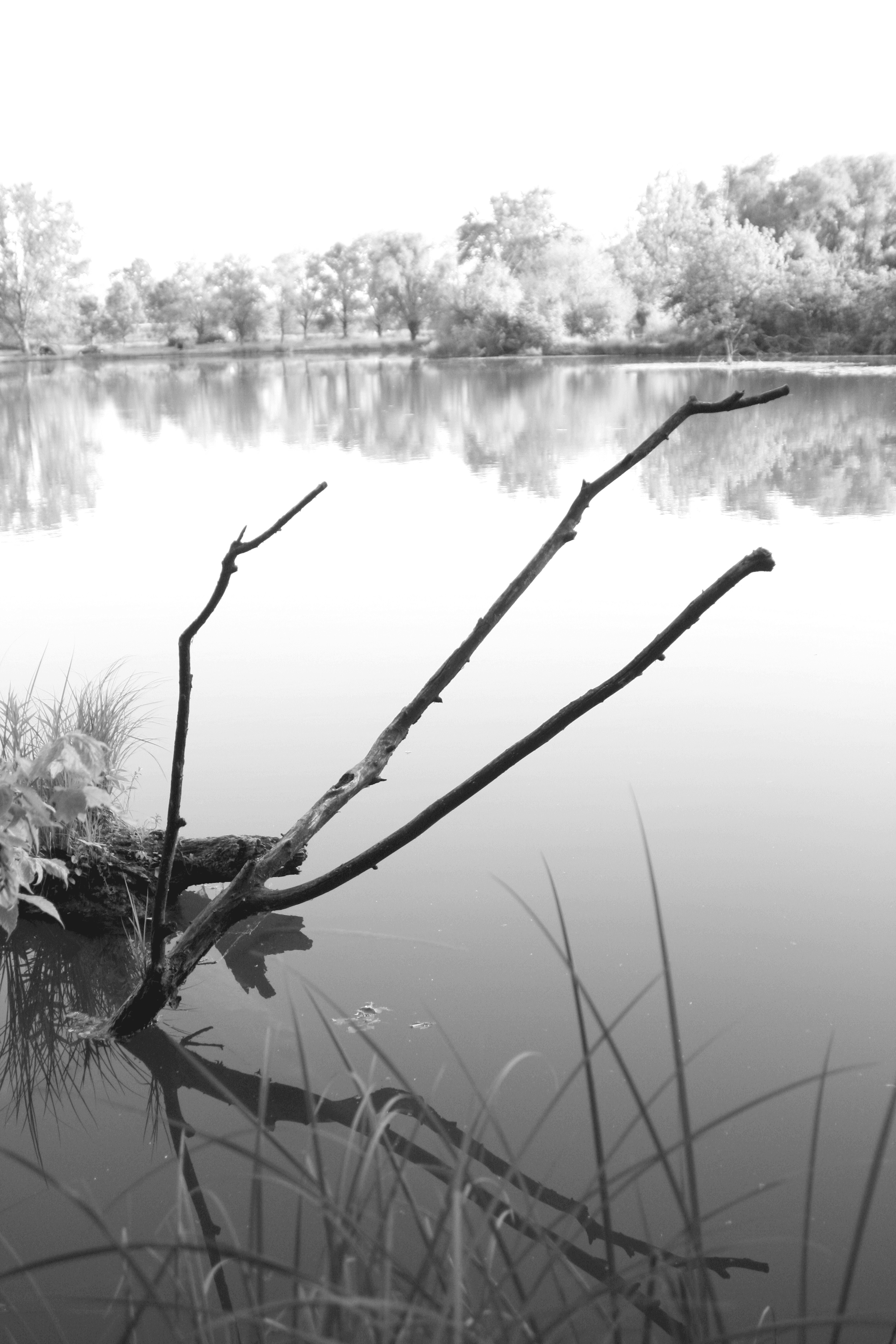 Dead tree in the lake