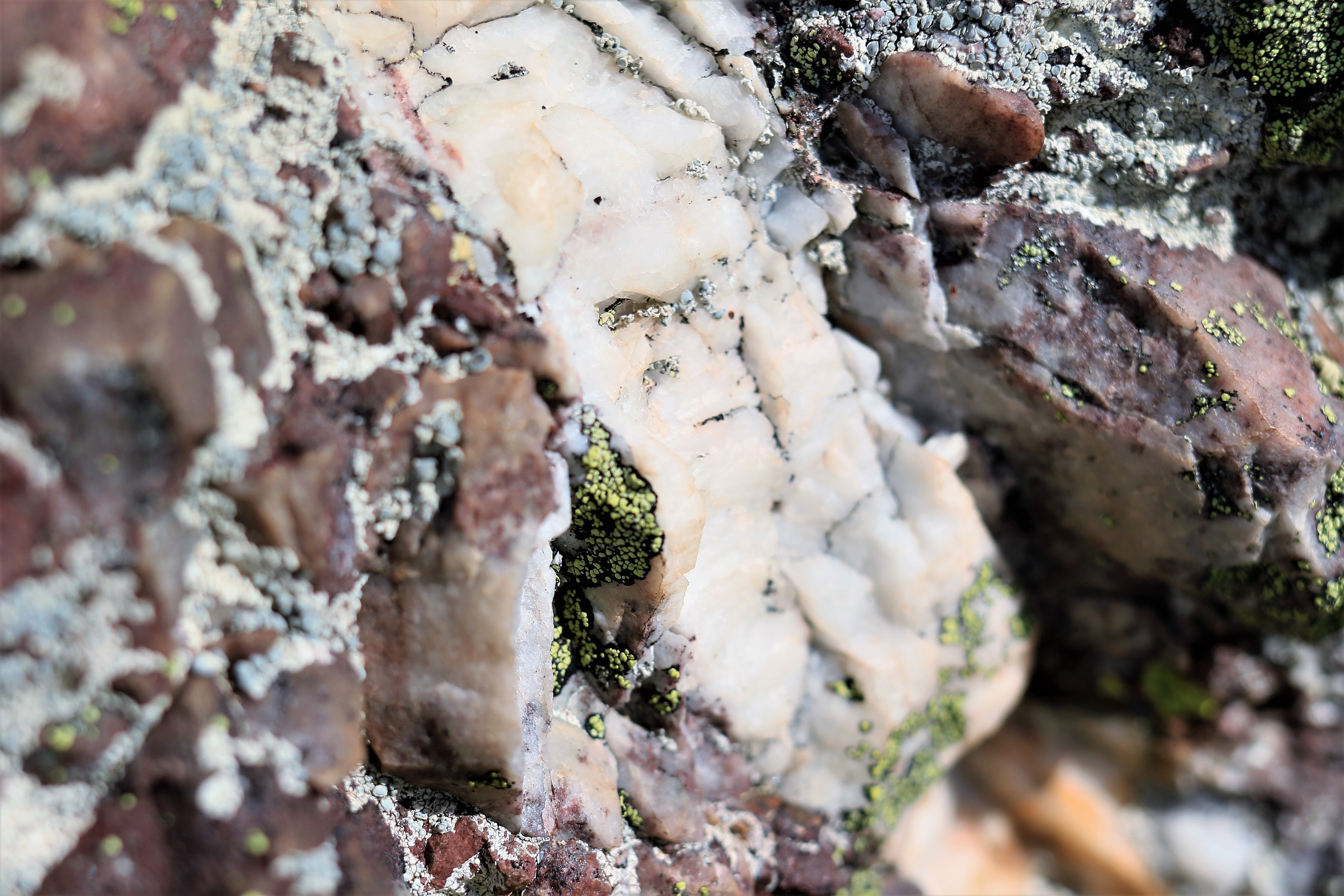roc-lichens11