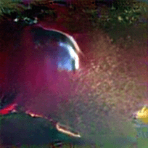 Evolved Hallucinations 2