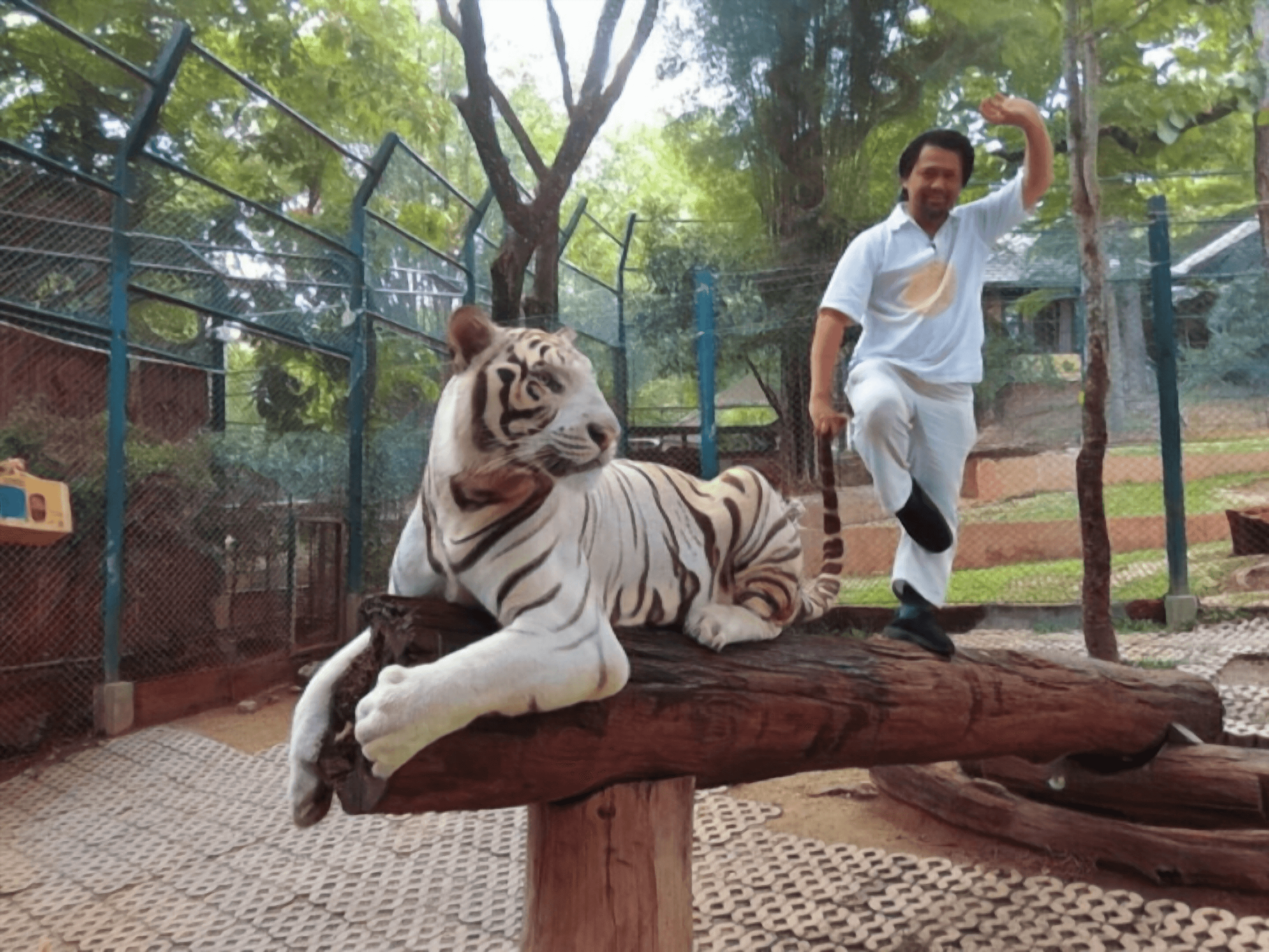 Kung Fu White Tiger