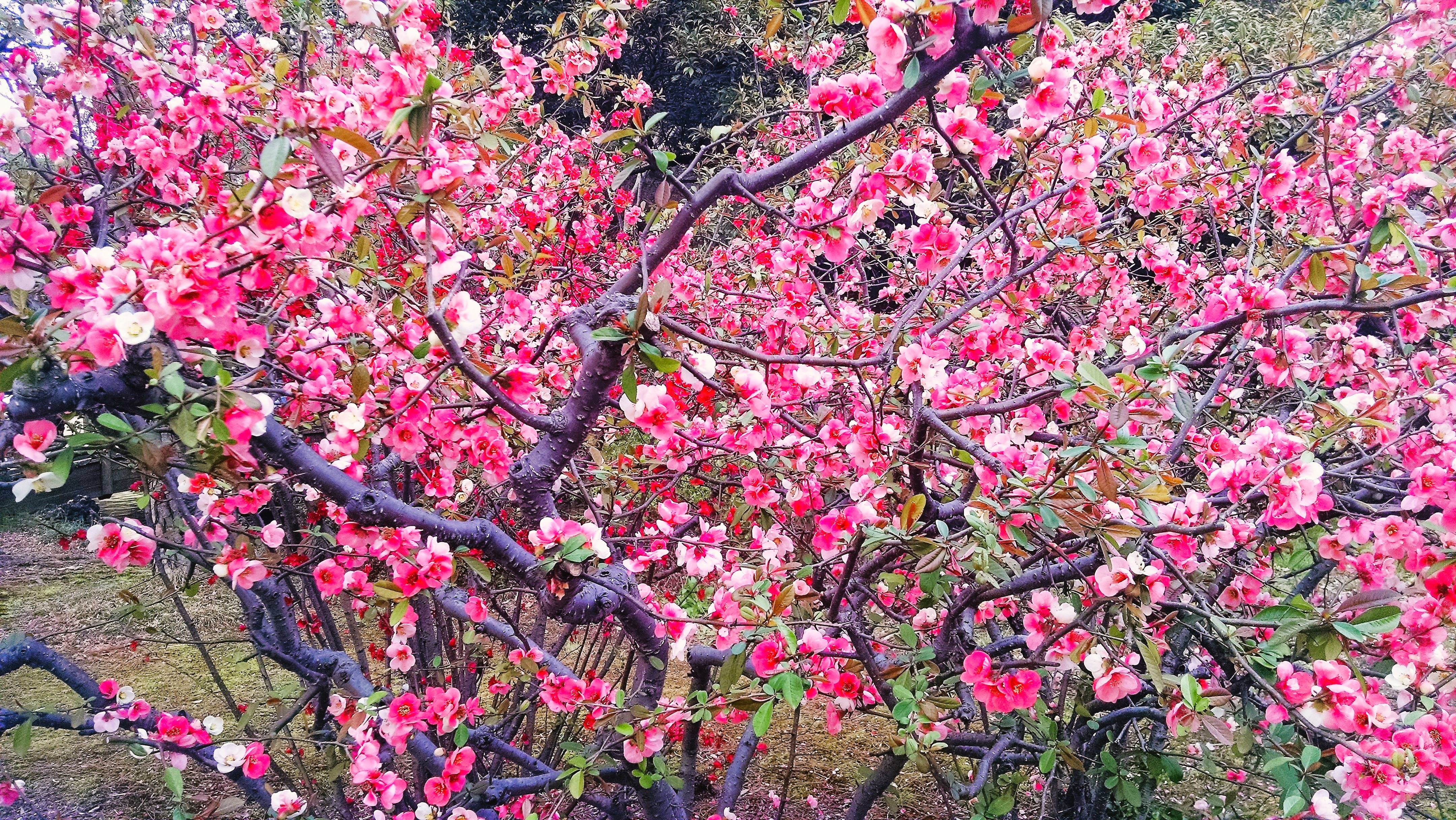 Vibrant Cherry Blossoms