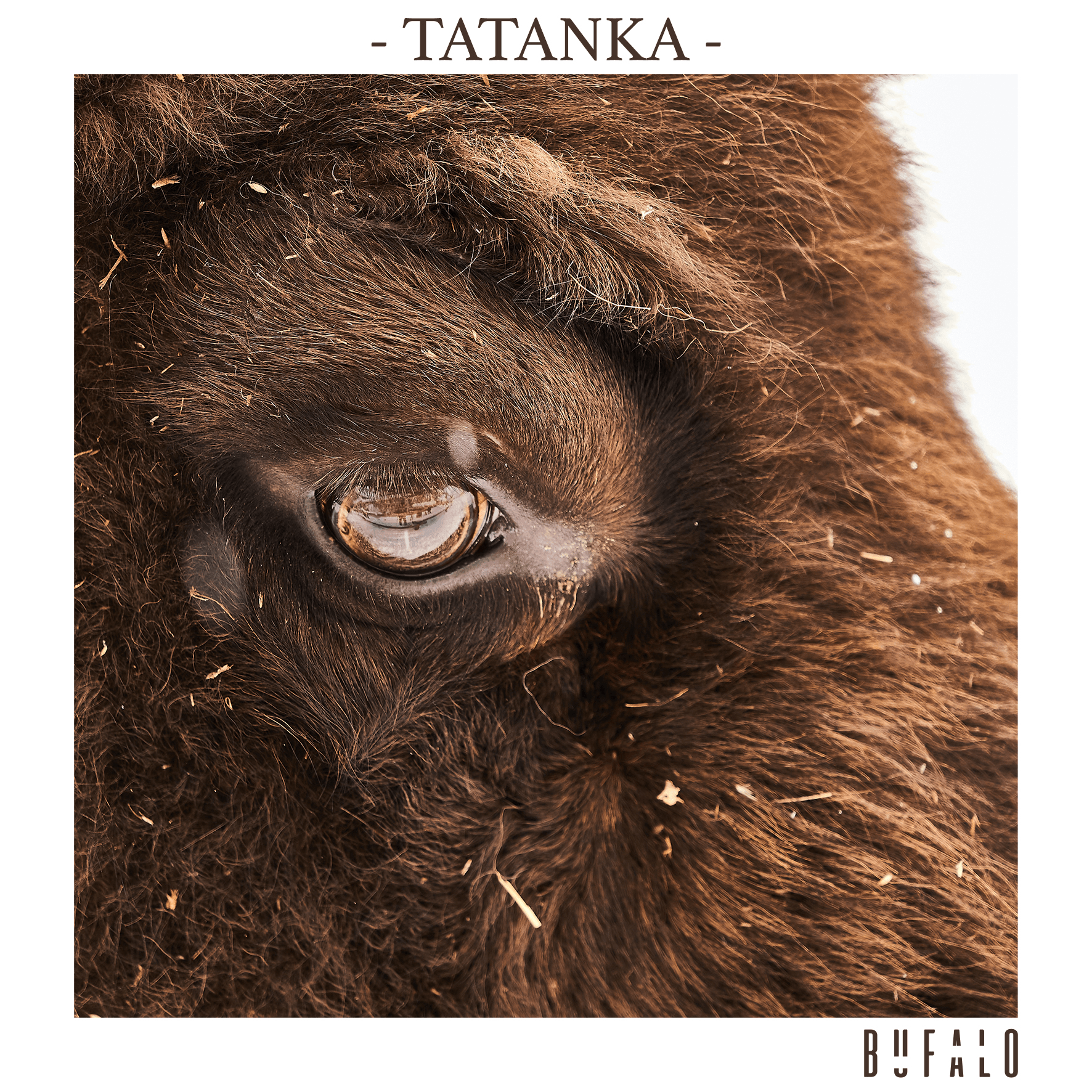 Bufalo - Tatanka - BOTV Skull Staking 7
