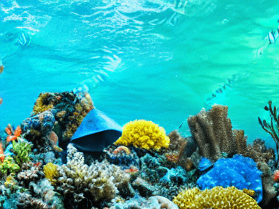reef