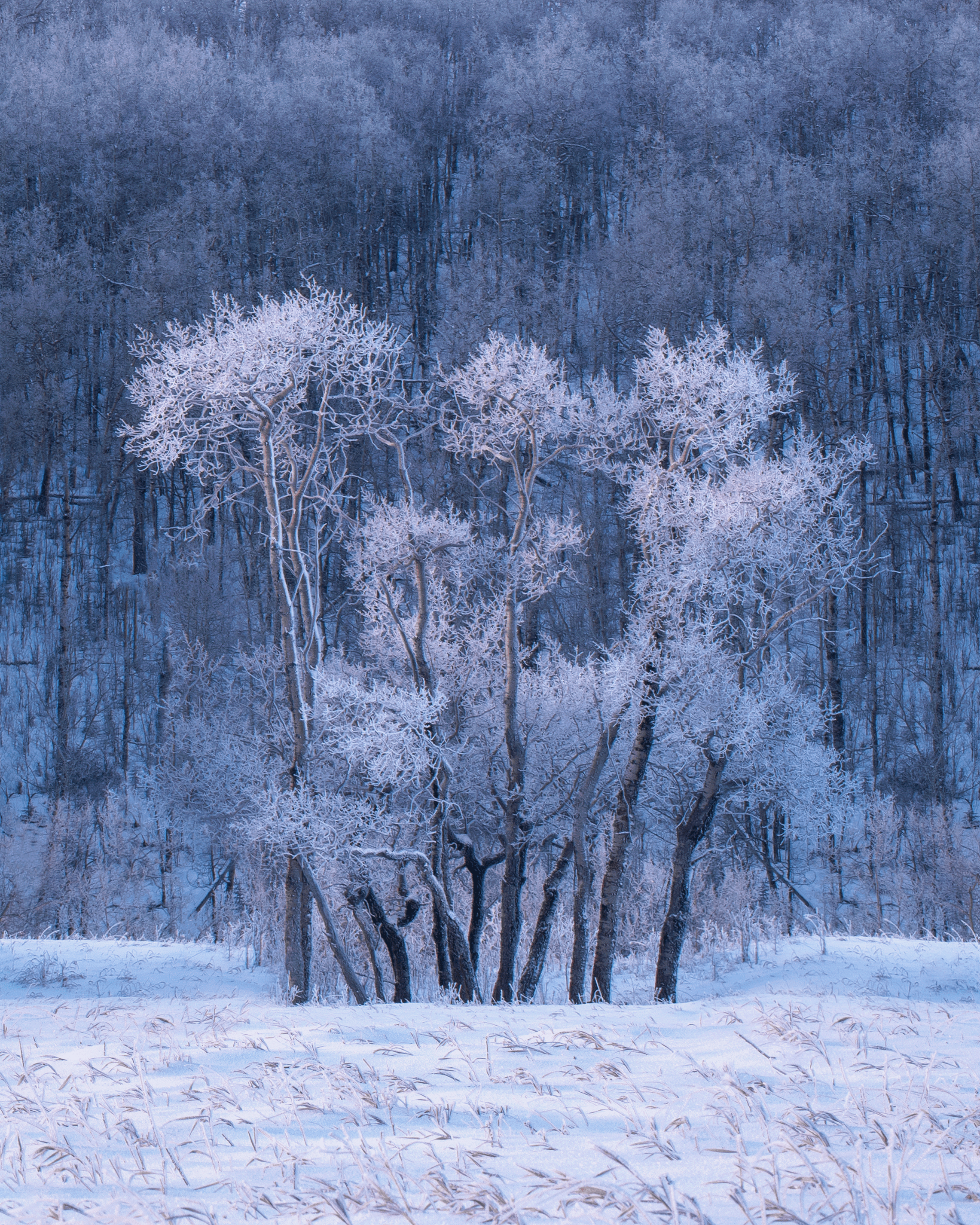 Icy Whispers