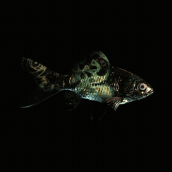 CryptoFish #5025