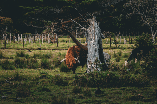 New Zealand Travels