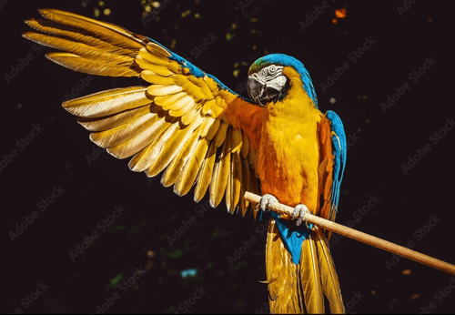Blue And Yellow Macaw