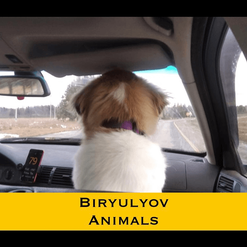 Biryulyov Animals