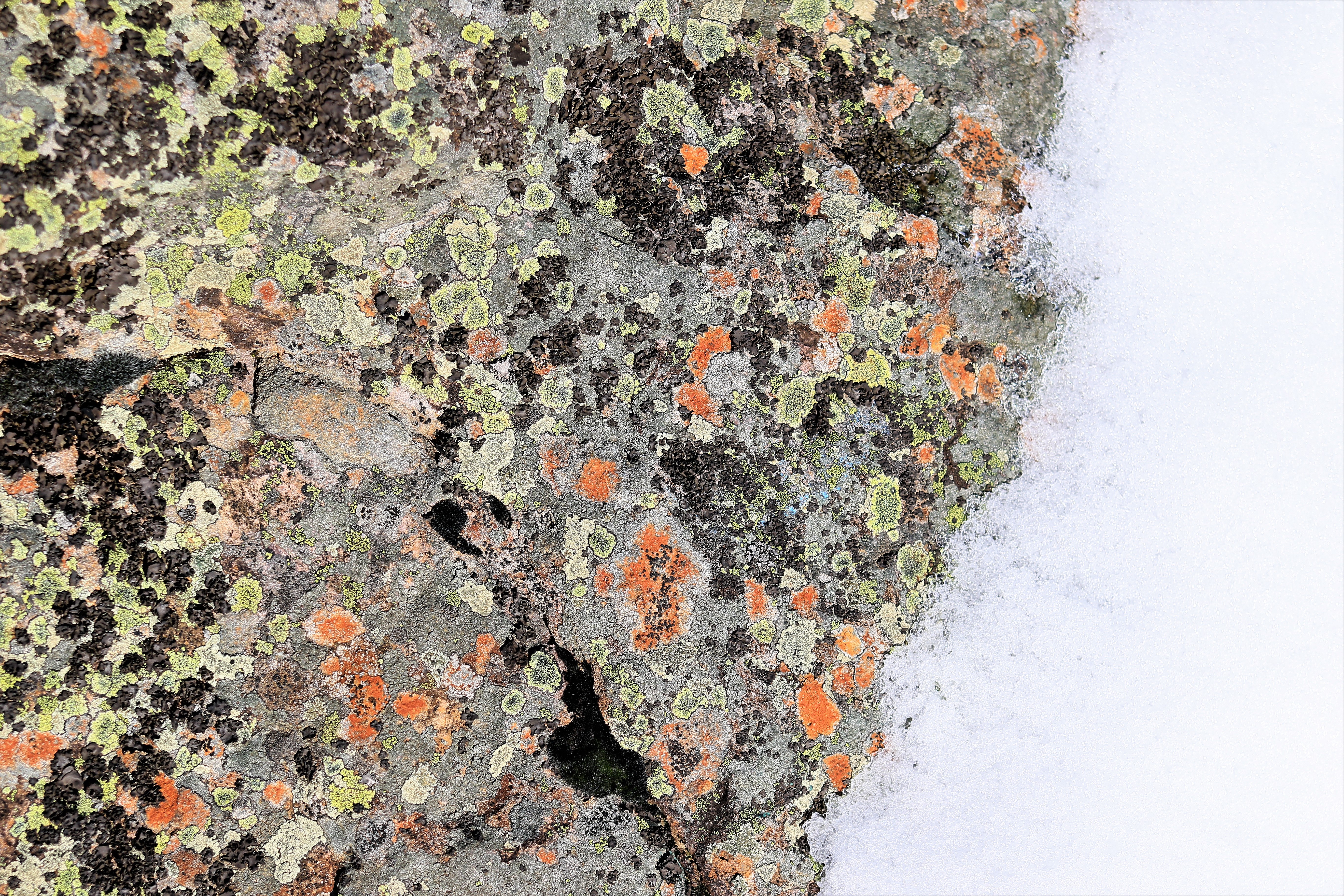 roc-lichens20