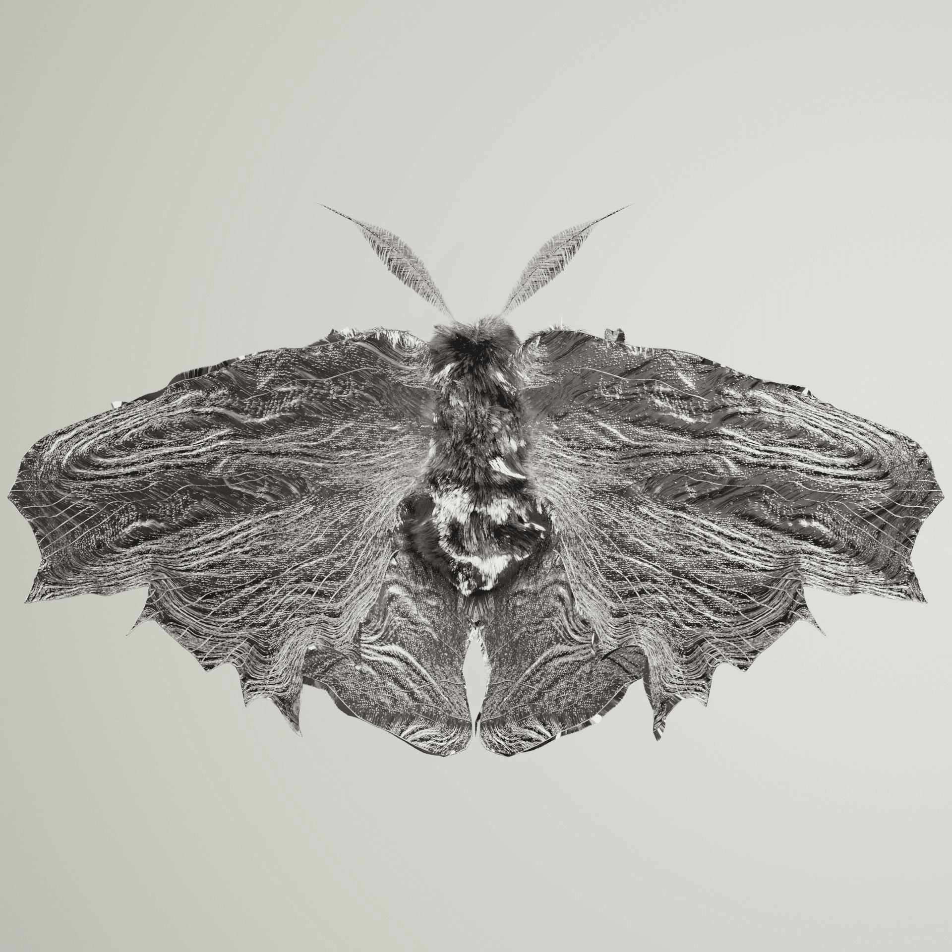 Lepidopteracerritulus oedipacal