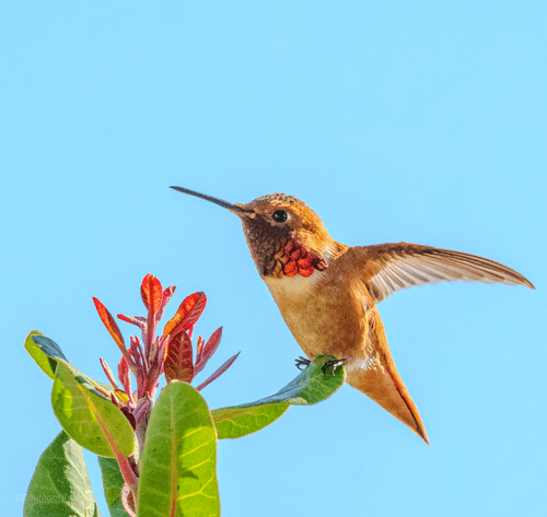 The Hummingbird Collection