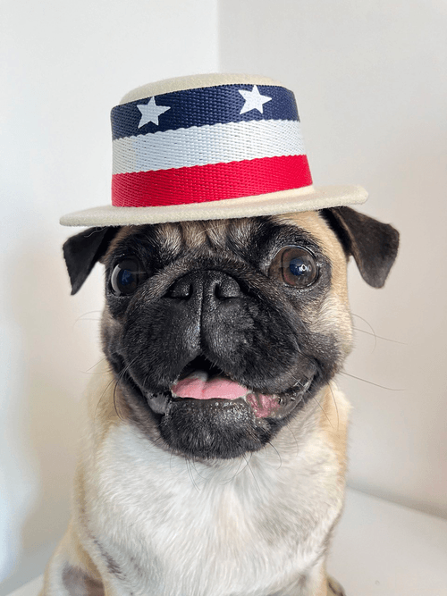 Trump the Pug