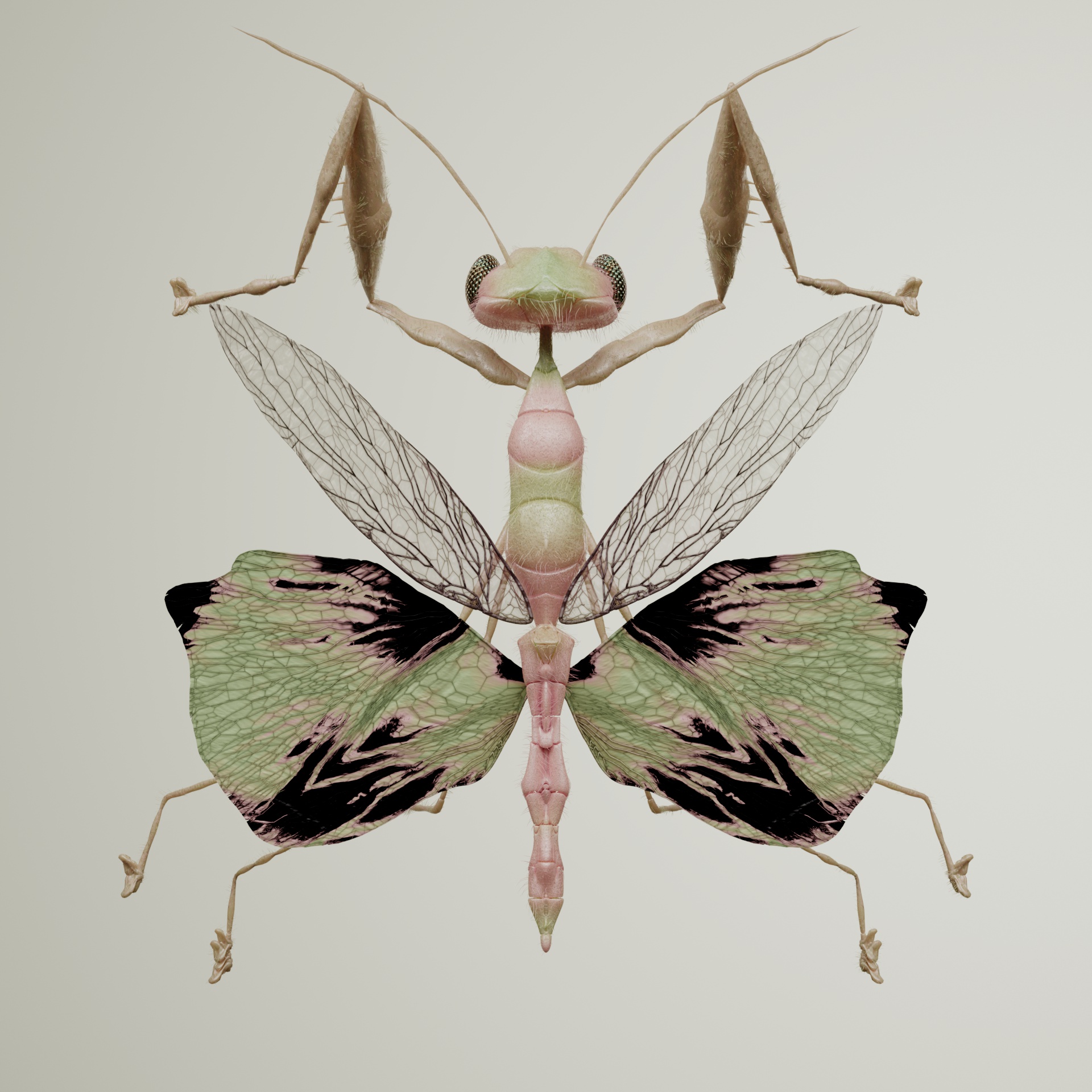 Mantodeaicetus albivo