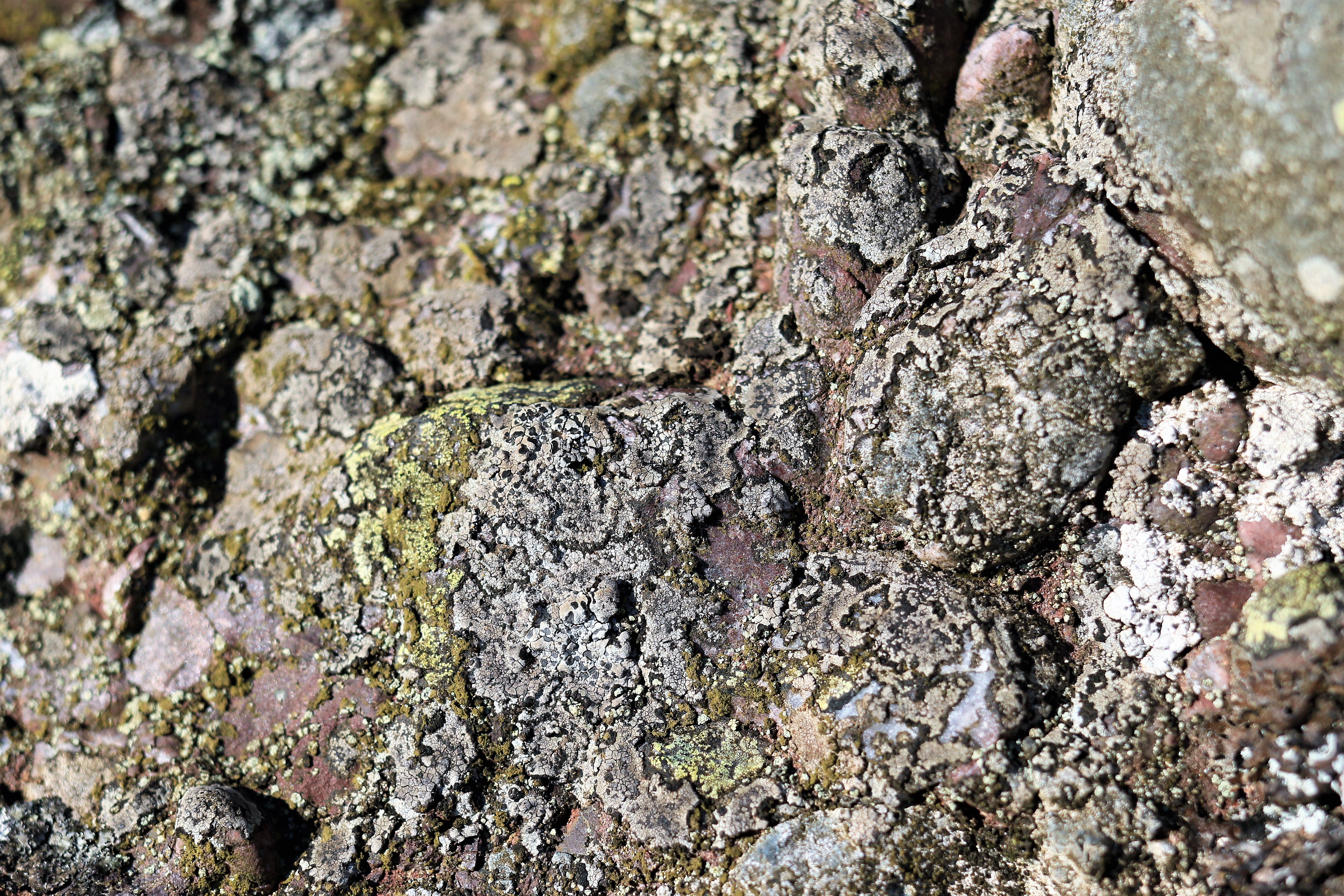 roc-lichens15