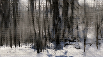 Winter Woods (Learning Nature b59e,3900,2)