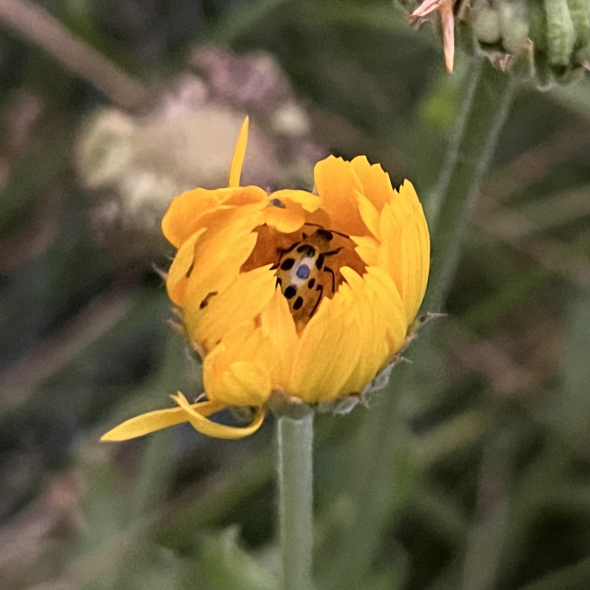 Marigold with Ladybug