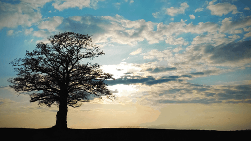 L'arbre aux saisons