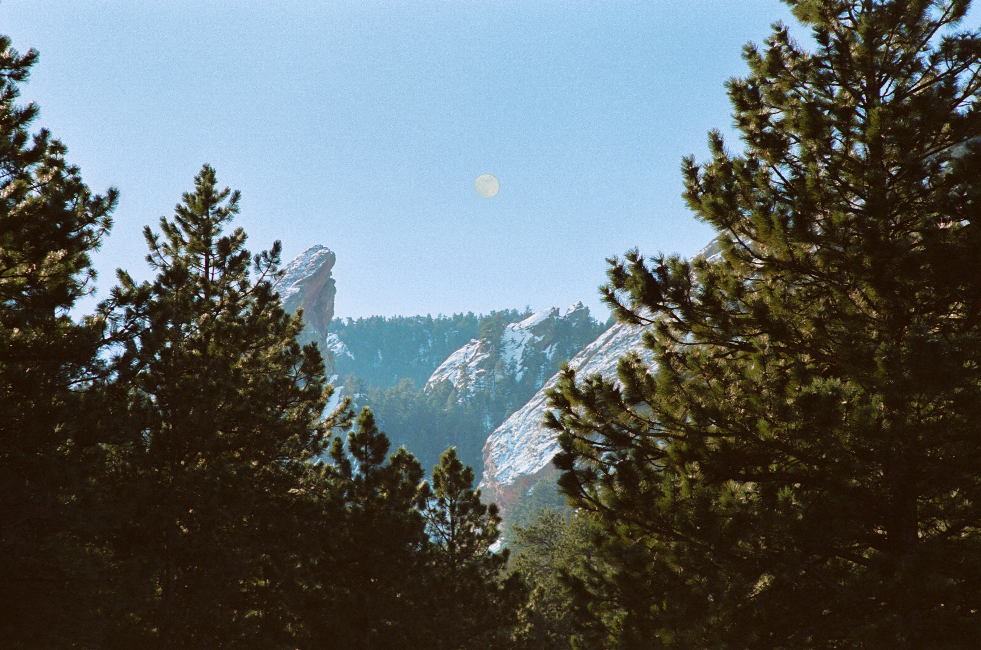 From In Between The Pines, Colorado, 2023