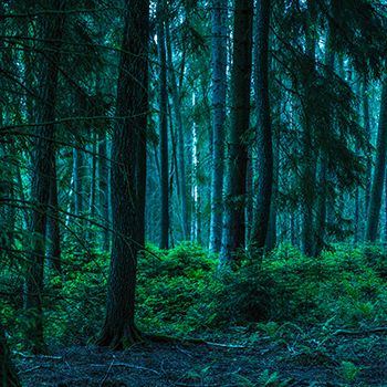 Where Light Lingers: A Journey Through The Forest_LUBUSKIE