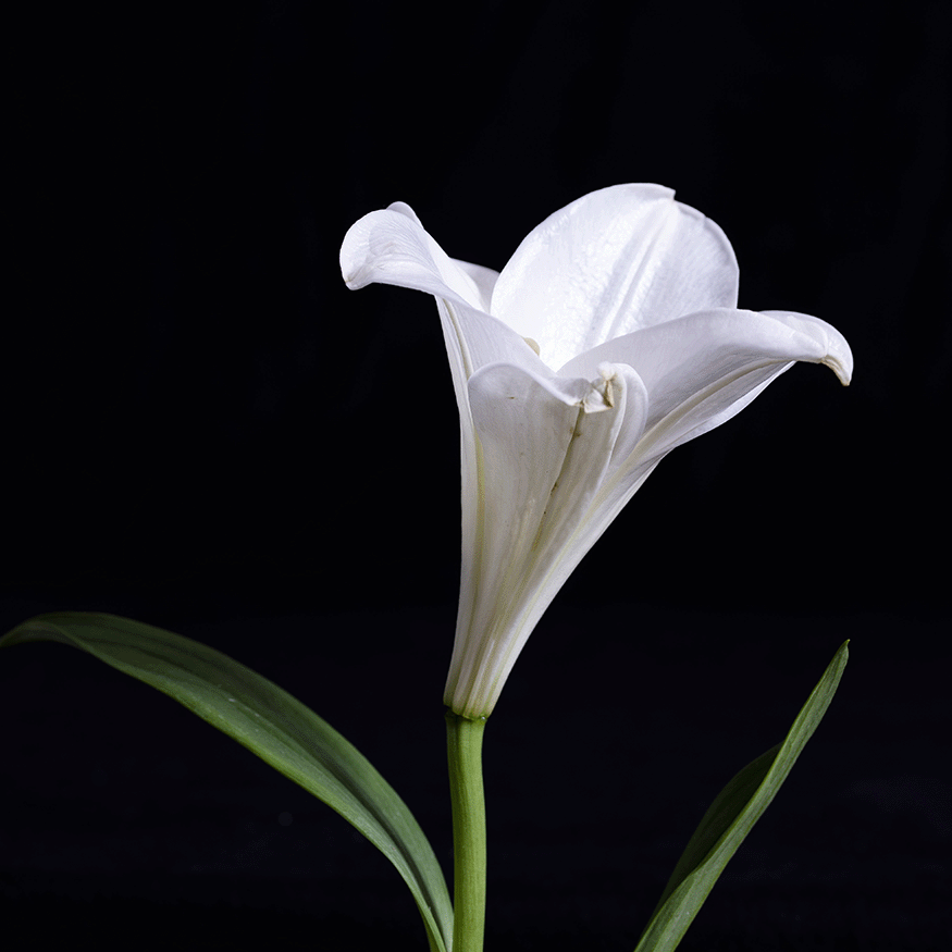 WNH #Flower 2023-05 No.072 Lily of Bermuda-Bermuda-Lilie b