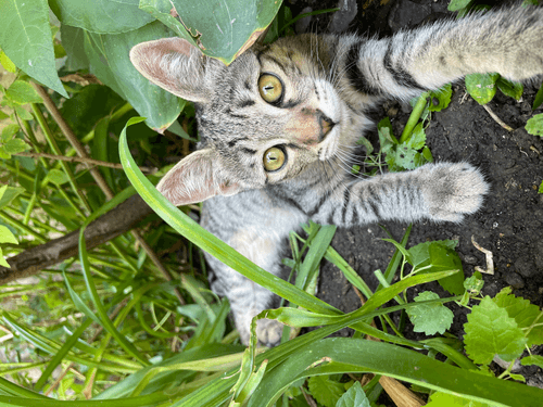 Wild mewa