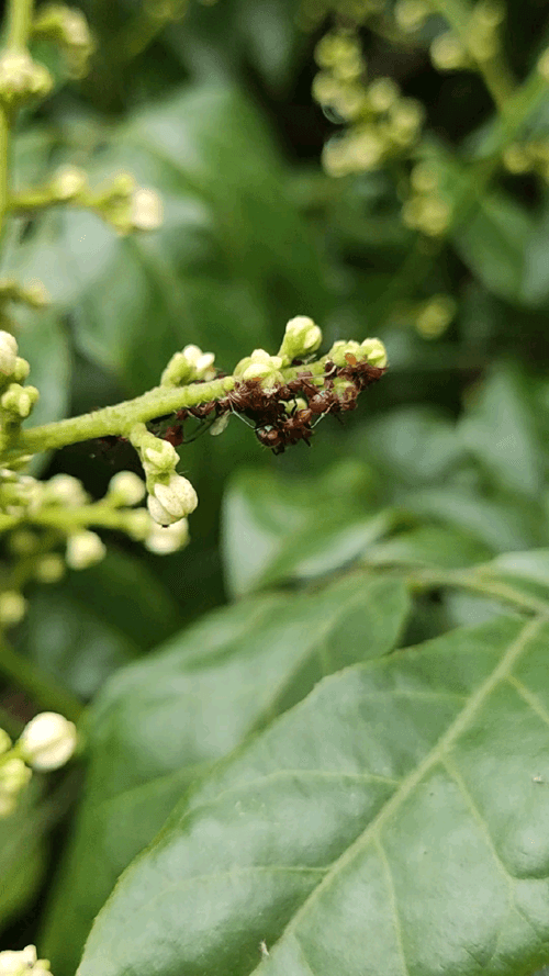 byteman.lens-Collect-1144