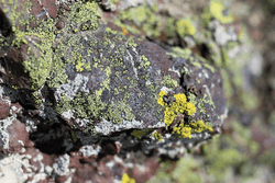 Rocks vs lichens collection image