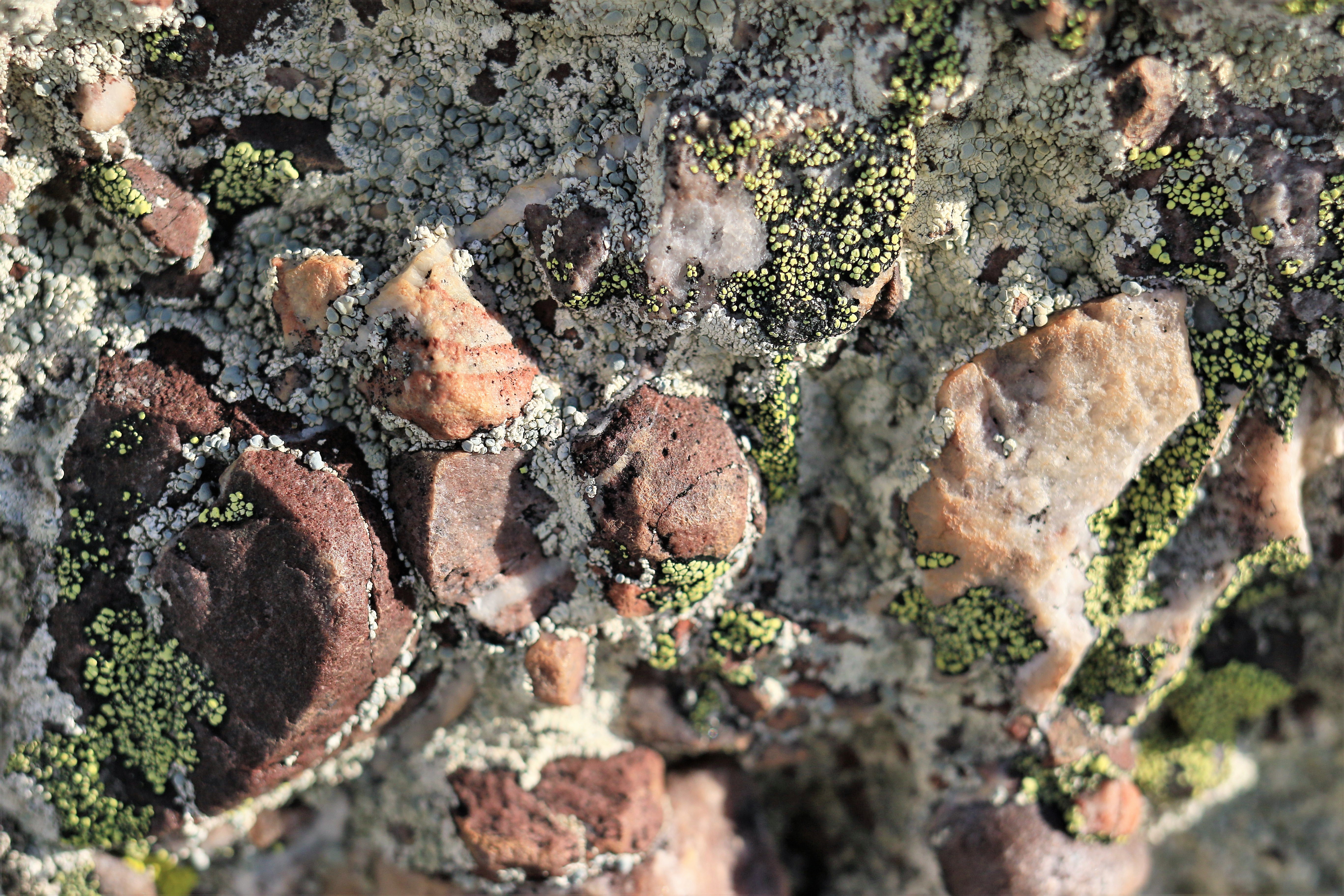 roc-lichens12