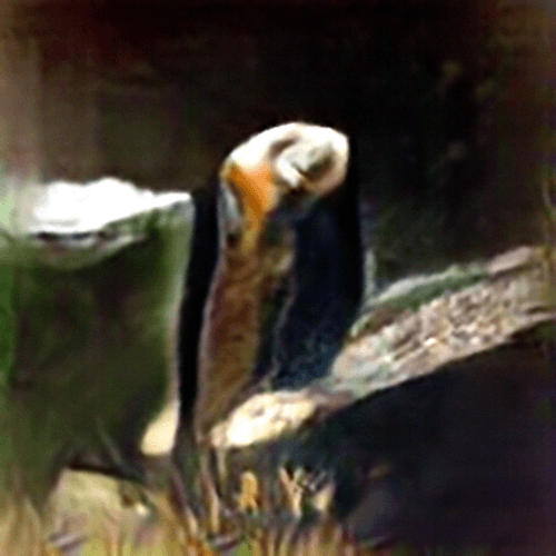 Evolved Hallucinations 12